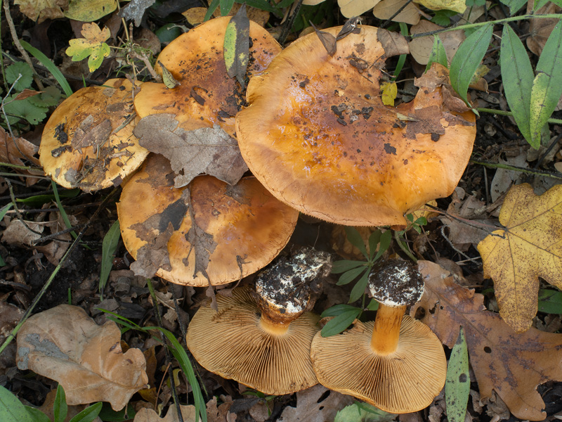 Cortinarius quercilicis